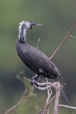 Neotropic Cormorant