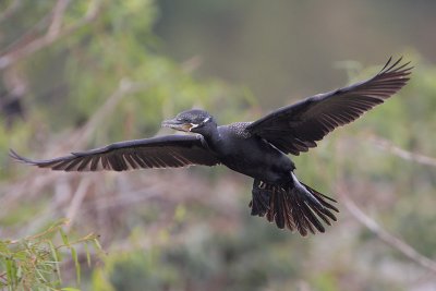 Neotropic Cormorant