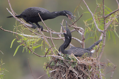 Neotropic Cormorant