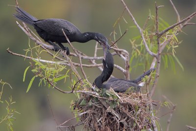 Neotropic Cormorant
