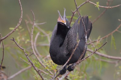 Neotropic Cormorant