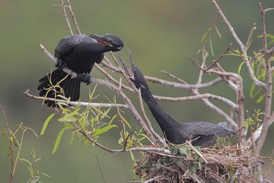Neotropic Cormorant