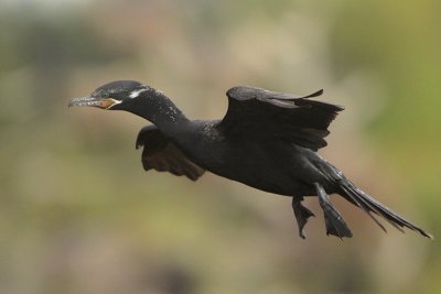 Neotropic Cormorant