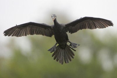 Neotropic Cormorant