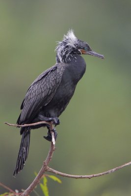 Neotropic Cormorant