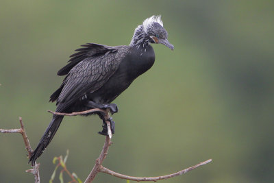 Neotropic Cormorant