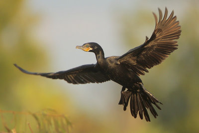 Neotropic Cormorant