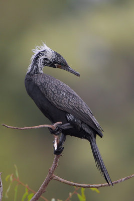 Neotropic Cormorant