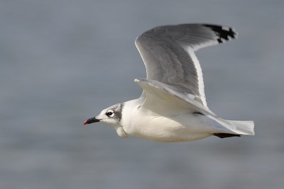 Franklin's Gull