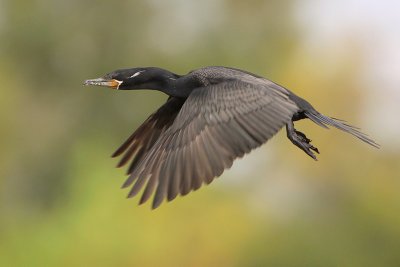 Neotropic Cormorant