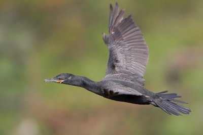 Neotropic Cormorant