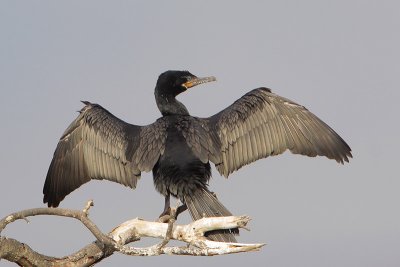 Neotropic Cormorant