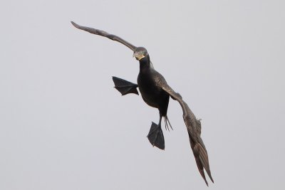 Neotropic Cormorant