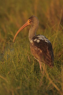 White Ibis