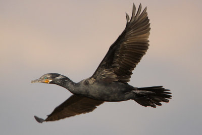 Neotropic Cormorant