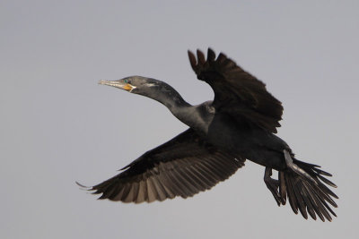 Neotropic Cormorant