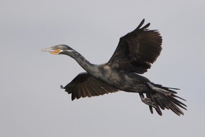 Neotropic Cormorant