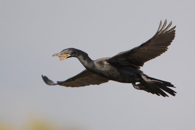 Neotropic Cormorant