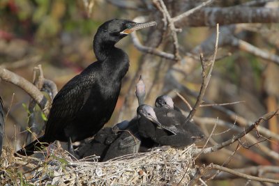 Neotropic Cormorant