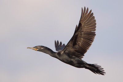 Neotropic Cormorant