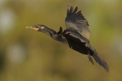 Neotropic Cormorant