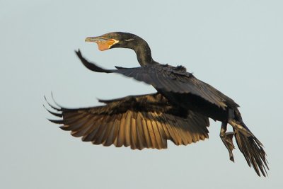 Neotropic Cormorant