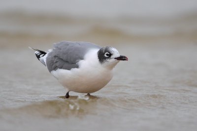 Franklin's Gull