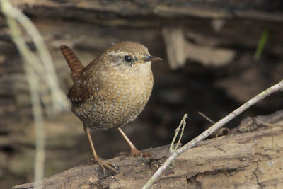 Winter Wren