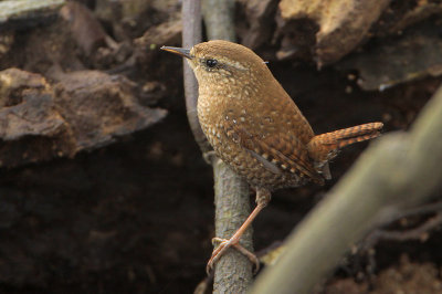 Winter Wren