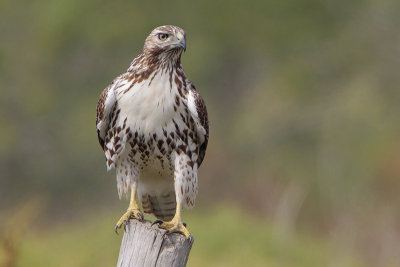 Red-tailed Hawk