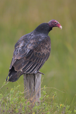 Turkey Vulture