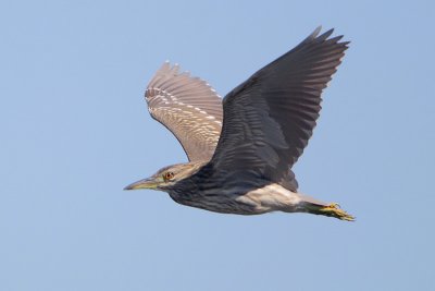 Black-crowned Night-Heron