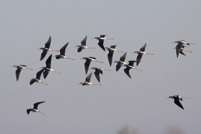 Black-necked Stilt