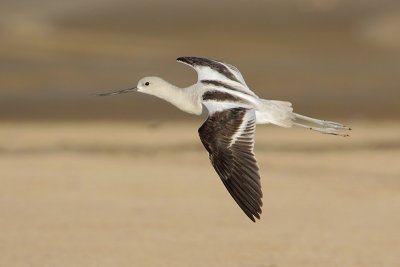 American Avocet