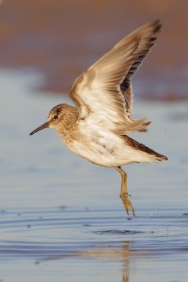 Least Sandpiper