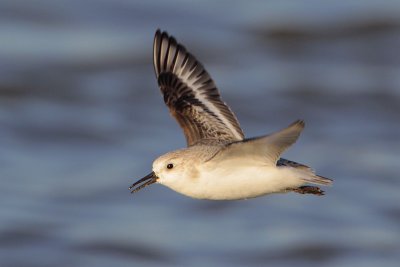 Sanderling