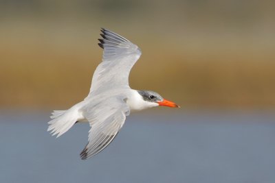 Caspian Tern