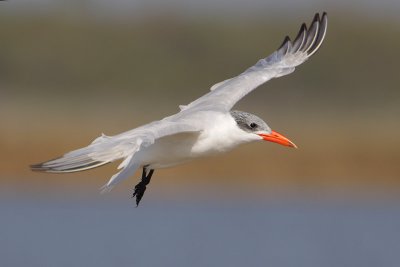 Caspian Tern