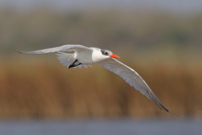 Caspian Tern