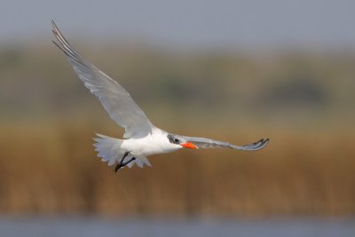 Caspian Tern