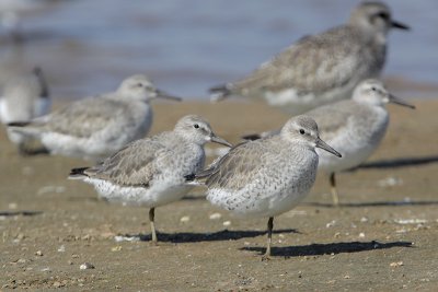 Red Knot