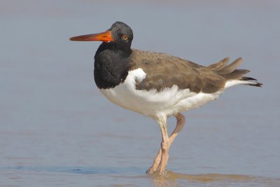 American Oystercatcher