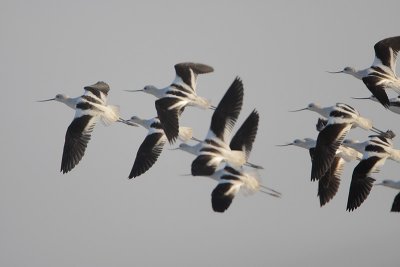 American Avocet