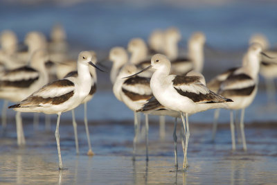 American Avocet