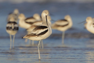 American Avocet