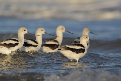 American Avocet