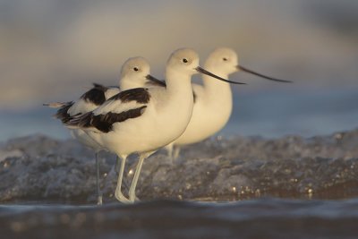 American Avocet