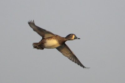 Ring-necked Duck