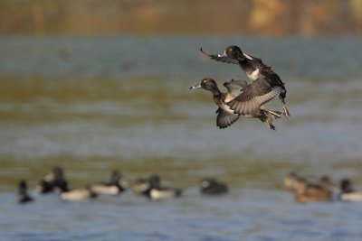 Ring-necked Duck