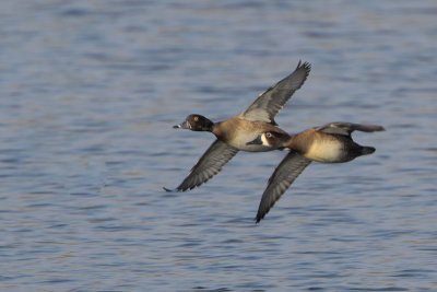 Ring-necked Duck